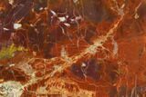Polished Petrified Wood (Araucarioxylon) Round - Arizona #145287-1